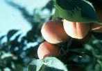 peaches