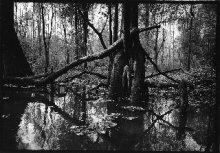 Swamptrees 17 by Peggy Peattie